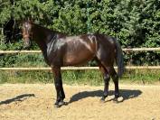 Magnifique hongre 7 ans dressage