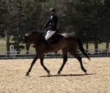 Magnifique hongre 7 ans dressage