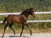 Superbe poulain SF bai brun origines dressage