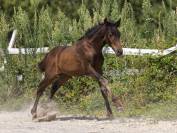 Superbe poulain SF bai brun origines dressage