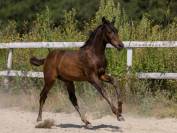 Superbe poulain SF bai brun origines dressage