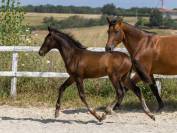 Superbe poulain SF bai brun origines dressage