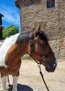 Cheval de Sport 6 ans 