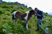 Poulain pottok PP pie noir au sevrage