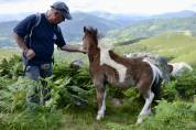 Poulain pottok PP pie noir au sevrage