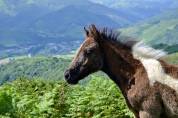 Poulain pottok PP pie noir au sevrage