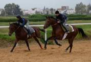 Cavalier d'entraînemet palefrenier soigneur 