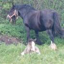 Poulain mâle Irish Cob OC noir