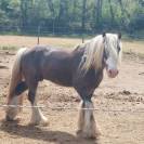 Poulain mâle Irish Cob OC noir