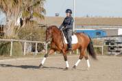 Excellent hongre PRE sport 6 ans, mental top