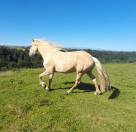 Hongre 4 ans Palomino 50%Frison 