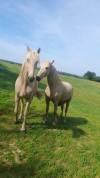 Hongre 4 ans Palomino 50%Frison 