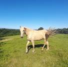 Hongre 4 ans Palomino 50%Frison 