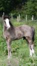 Adorable poulain Irish Cob pleins papiers