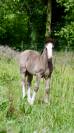 Adorable poulain Irish Cob pleins papiers