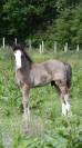 Adorable poulain Irish Cob pleins papiers