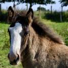 Adorable poulain Irish Cob pleins papiers