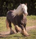 Adorable poulain Irish Cob pleins papiers