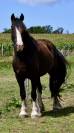 Adorable poulain Irish Cob pleins papiers