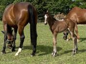 Chevaux de Sport , Pouliche d‘un an