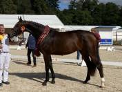 Chevaux de Sport , Pouliche d‘un an