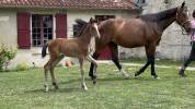 Chevaux de Sport , Pouliche d‘un an