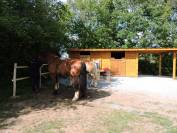 Demi-pension : Sam Haflinger hongre de 12 ans 