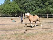 Demi-pension : Sam Haflinger hongre de 12 ans 