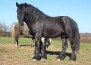 étalon percheron noir approuvé 