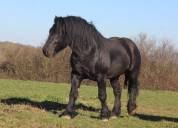 étalon percheron noir approuvé 