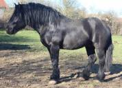 étalon percheron noir approuvé 