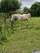 A vendre cheval espagnol