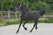 poulain Arabo frison 1 an