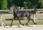 Potro Arabo Frisón En venta 2024 Negro por Zabir Faa El Van De Oosterzanden