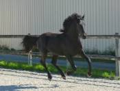 poulain mâle 1 an