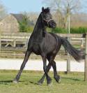 poulain m&acirc;le  Arabo Frison 2 ans