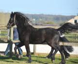 poulain m&acirc;le  Arabo Frison 2 ans