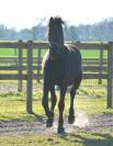 poulain m&acirc;le  Arabo Frison 2 ans