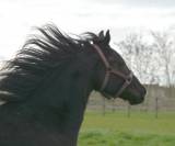 poulain m&acirc;le  Arabo Frison 2 ans
