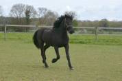 poulain m&acirc;le  Arabo Frison 2 ans