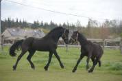 poulain m&acirc;le  Arabo Frison 2 ans