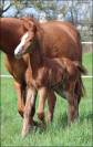 Foal origines CSO CSI CASALLO / NABAB DE REVE