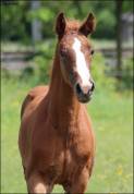 Foal origines CSO CSI CASALLO / NABAB DE REVE