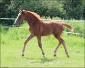 Foal origines CSO CSI CASALLO / NABAB DE REVE