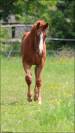 Foal origines CSO CSI CASALLO / NABAB DE REVE