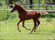 Foal origines CSO CSI CASALLO / NABAB DE REVE