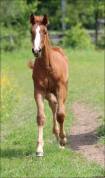 Foal origines CSO CSI CASALLO / NABAB DE REVE