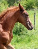 Foal origines CSO CSI CASALLO / NABAB DE REVE