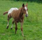 Appaloosa 