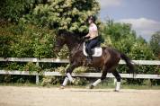 hongre KWPN dressage